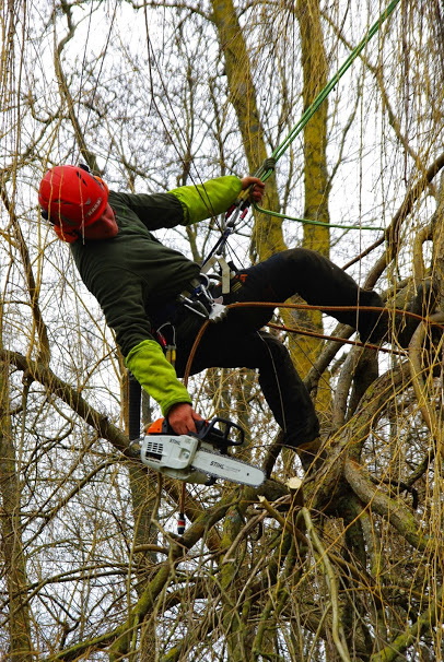 homme suspendu dans un arbre entrain d'élaguer les branches de cet arbre. Les déchets organiques sont ensuite compostés.